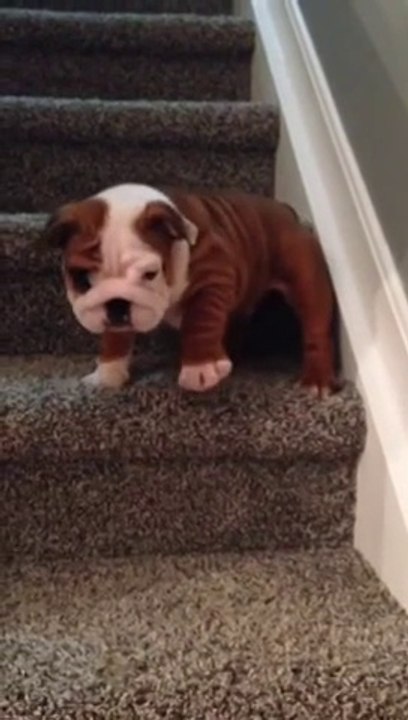 Cute tiny English Bulldog puppy so scared of stairs