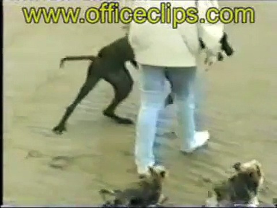 chien grande vitesse