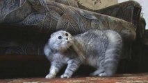 Crazy Cats   Death Metal music = hilarious pet video!