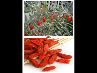 The source of the wolfberry ectract