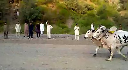 Bull(OX) Race Pune, Maharashtra, India