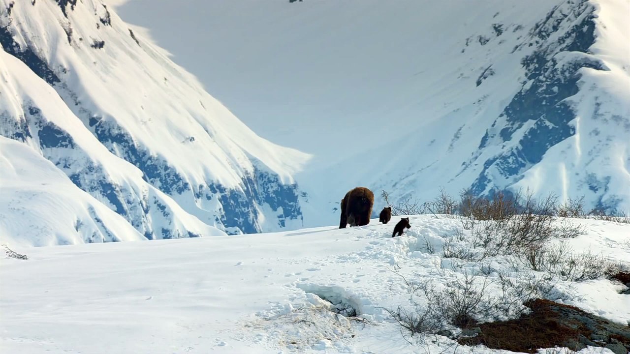 Disneynature's Bears - _First Steps_ Clip