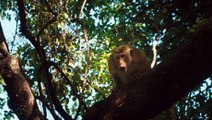 Disneynature's Monkey Kingdom - Official Trailer