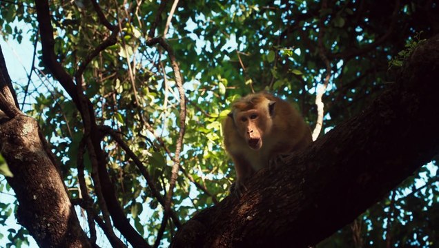 Disneynature's Monkey Kingdom - Official Trailer