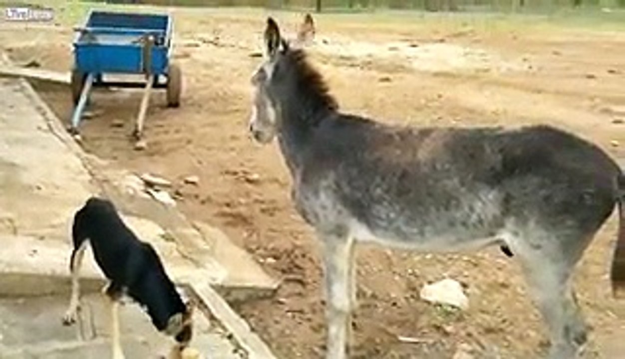 Eşeğin Köpekten İntikamı Kötü Oldu, DONKEY AND DOG, FUNNY VIDEO