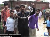 Dunya News - Villagers catch dozens of poisonous snakes coming from LoC