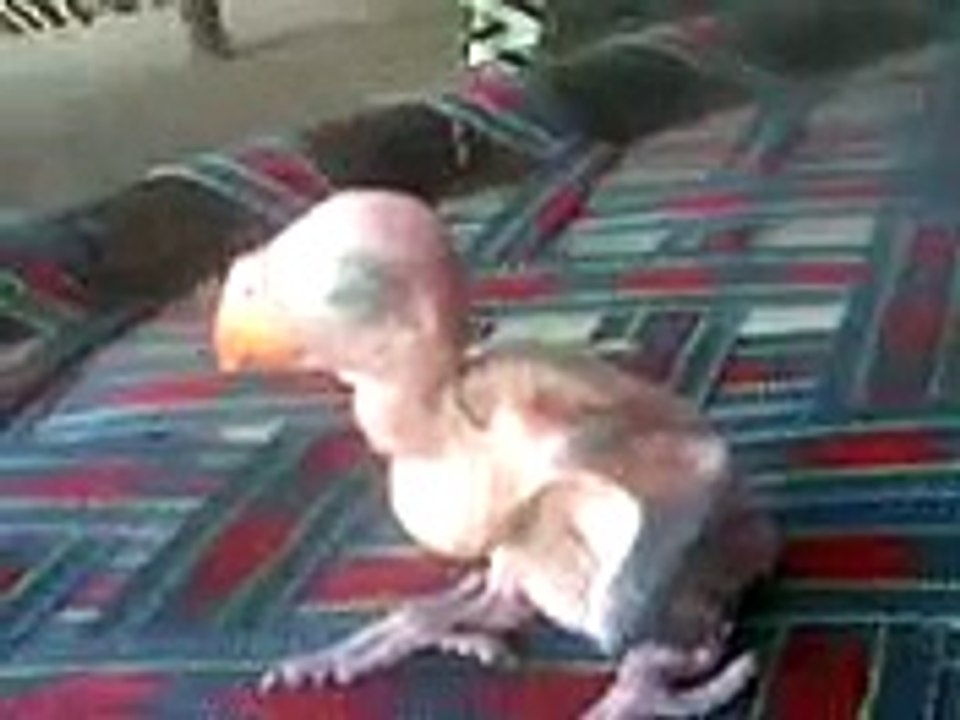 My sleeping pet Must watch