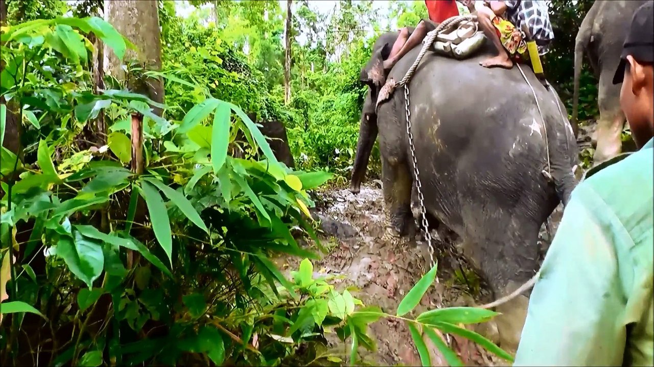 Taungoo - A dos d'elephant