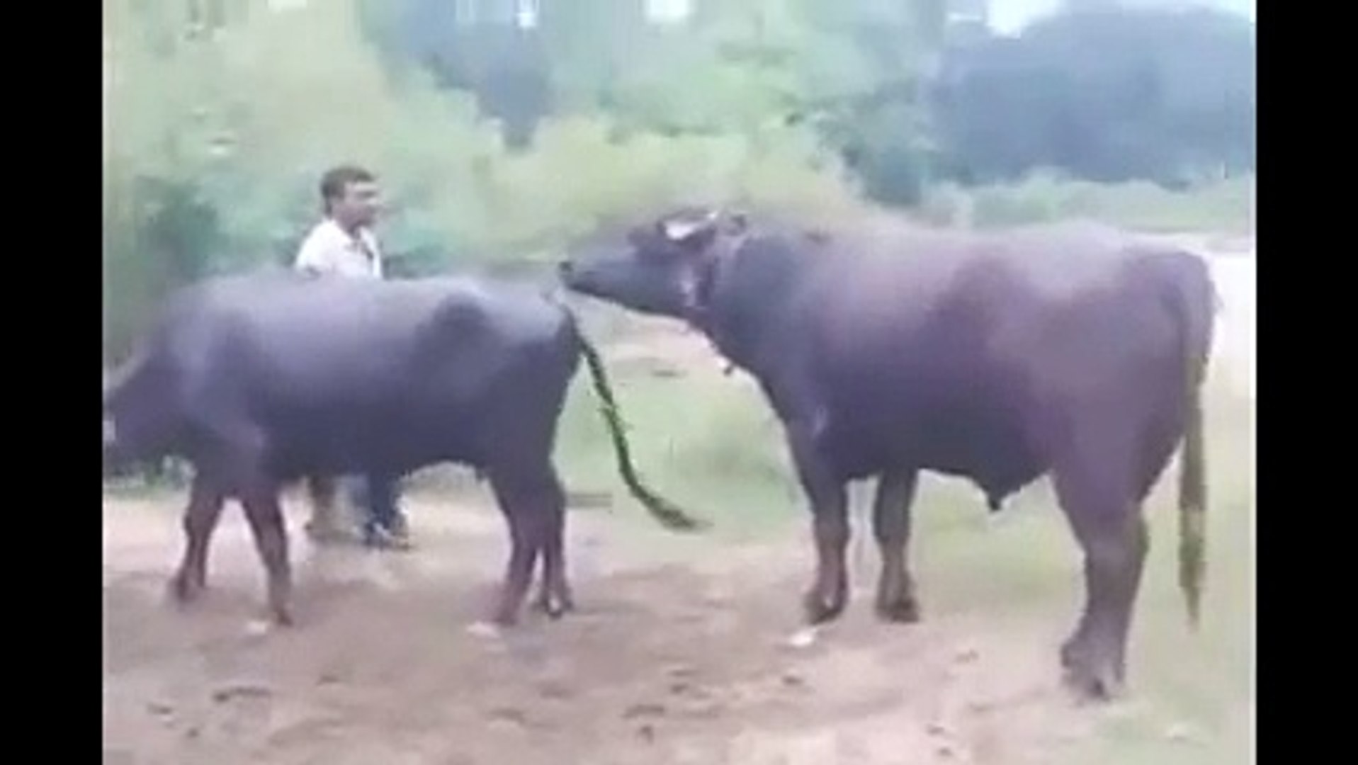 Animals mate animal Buffalo
