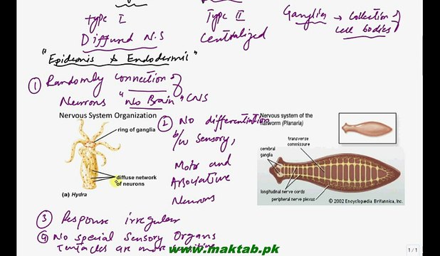 FSc Biology Book2, CH 17, LEC 12, Evolution of Nervous System, Diffused and Centralized Nervous System