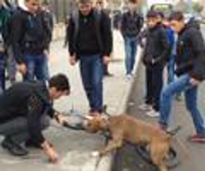 Pitbull'u bisikletten hiç kimse ayıramadı..