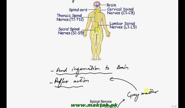 FSc Biology Book2, CH 17, LEC 15, Spinal Chord and Peripheral Nervous System