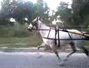 horse race try meer horse Rawalpindi