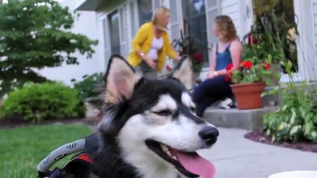 3D Yazıcı ile Üretilen Protez Bacaklarla Hayata Tekrar Tutunan Köpek