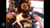 Cats vs Christmas Trees