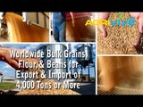 Purchase Bulk Wheat for Export, Wheat Exporting, Wheat Exporters, Wheat Exporter, Wheat Exports