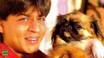 Stars Pampering their Pets - By Bollywood Flashy