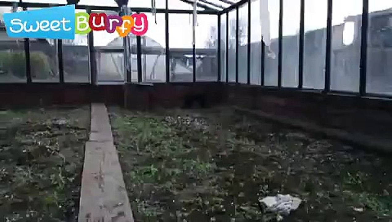 Kitty shall not be imprisoned.