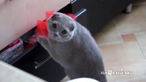 Pris en flagrant délit de bêtise, ce chat va faire une tête incroyable pour se faire pardonner