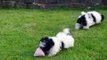 Shih Tzu X Bichon Frise Pups