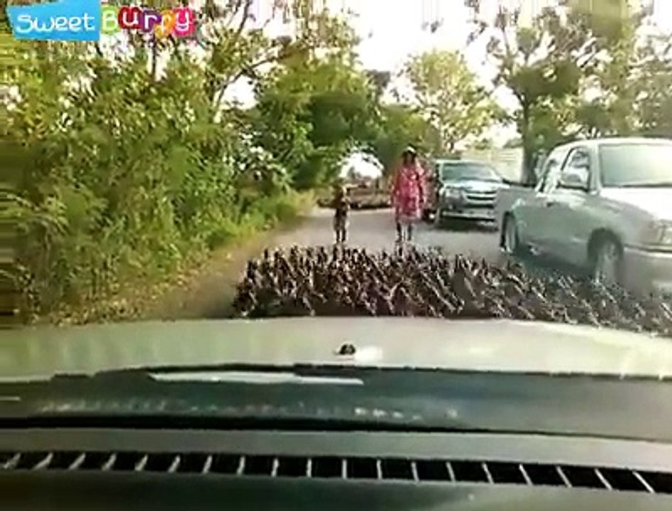 What the duck...