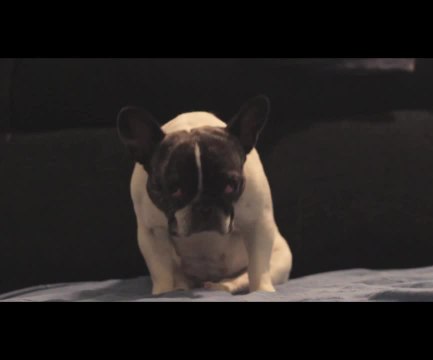 French Bulldog struggles to stay awake