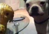 Boston Terrier Is Terrified of Toy Parakeet