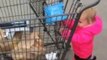 Helpful Two Year Old Pushes Shopping Cart for Father