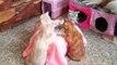 Taiwanese Cats Enjoy a Game of Cards