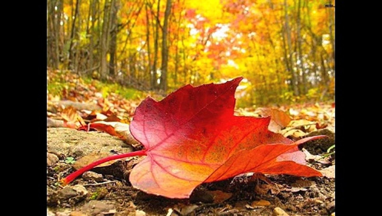 philippounet se ballade en novembre