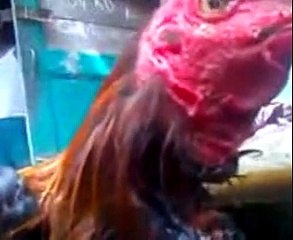 Allah Ki Qudrat, Miracle Of God