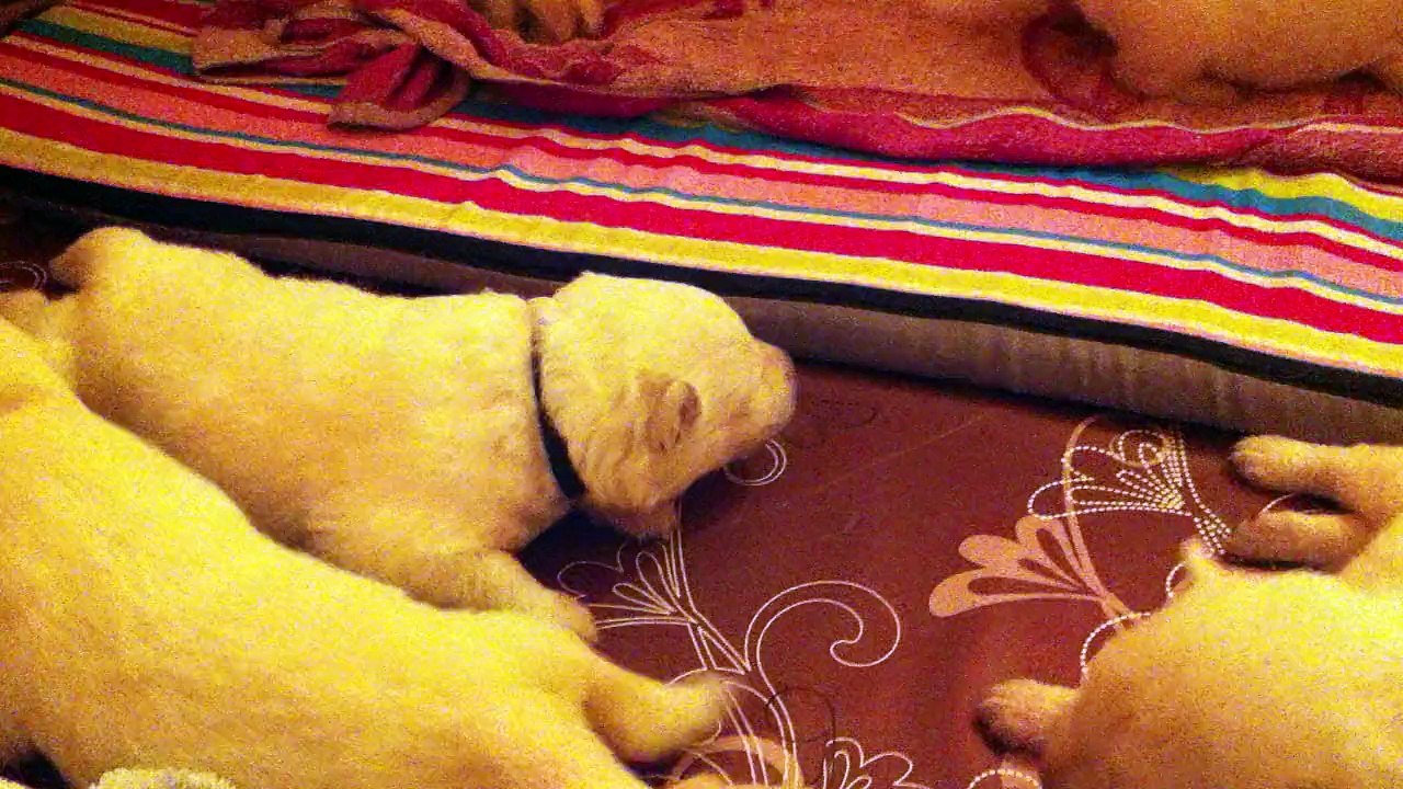 On commence à marcher! 15 jours