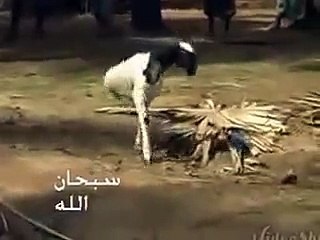 Miracle Of Allah Goat Walk On Two Legs , Subhan Allah