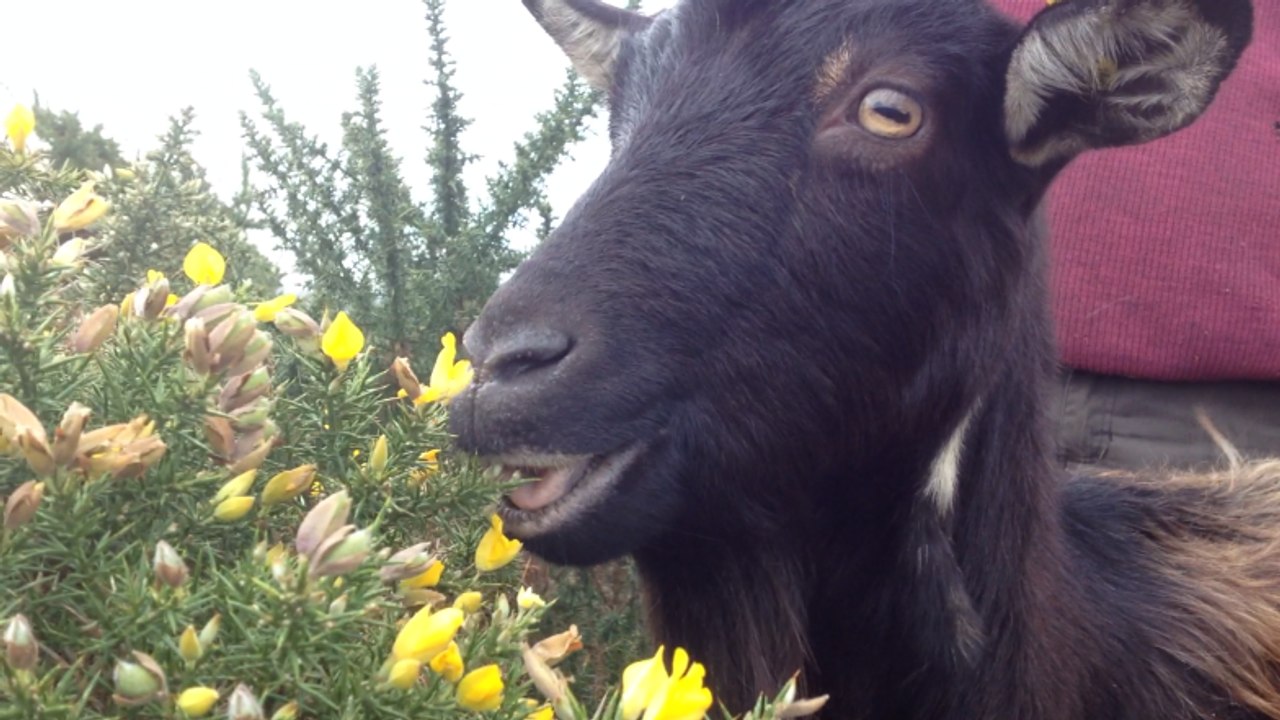 Ces chèvres poitevines entretiennent
