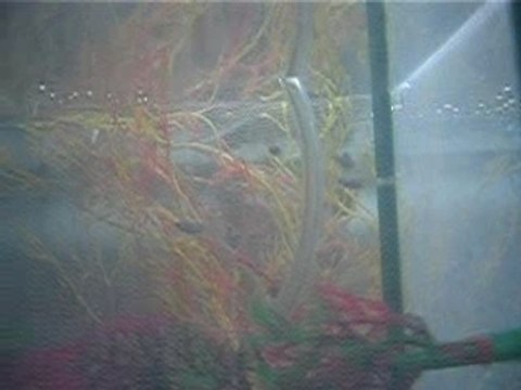 Alevins guppies à 26 et 6 jours
