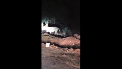 Leopard caught on camera in residential area