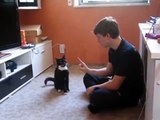 Clickertraining mit Katze - Shabou  ( geniale Tricks , Katzentraining , Cat training)