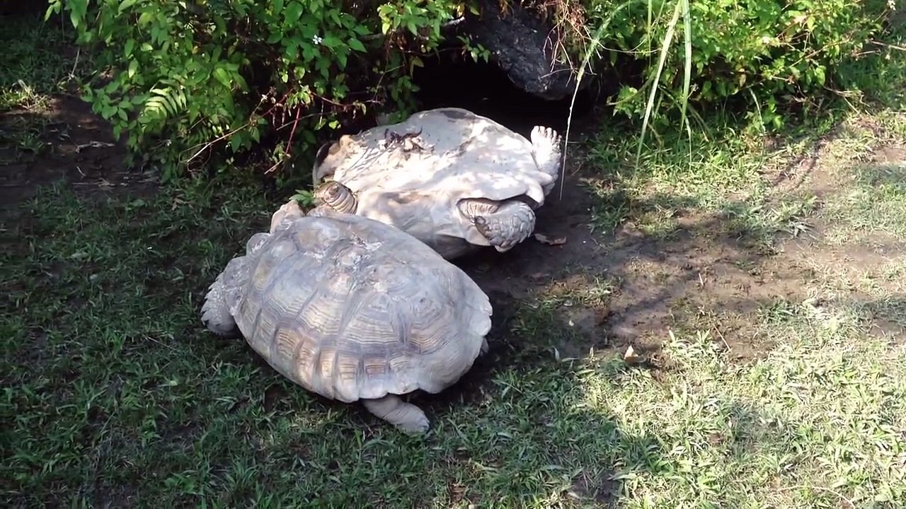 Amazing!!!The tortoise turning over, smart companion has saved it