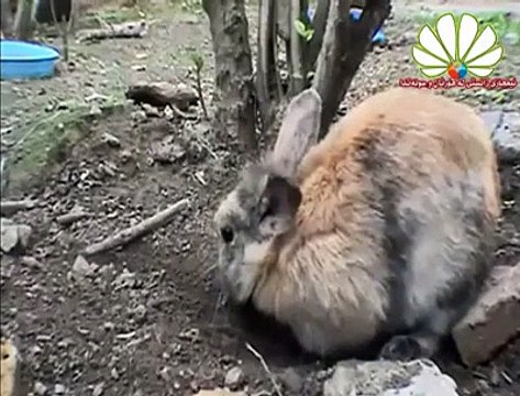 VID-20141102-WA0001.mp4