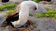 Egg Laid By World’s Oldest Banded Wild Albatross