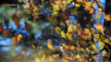 Pathways to Meditation