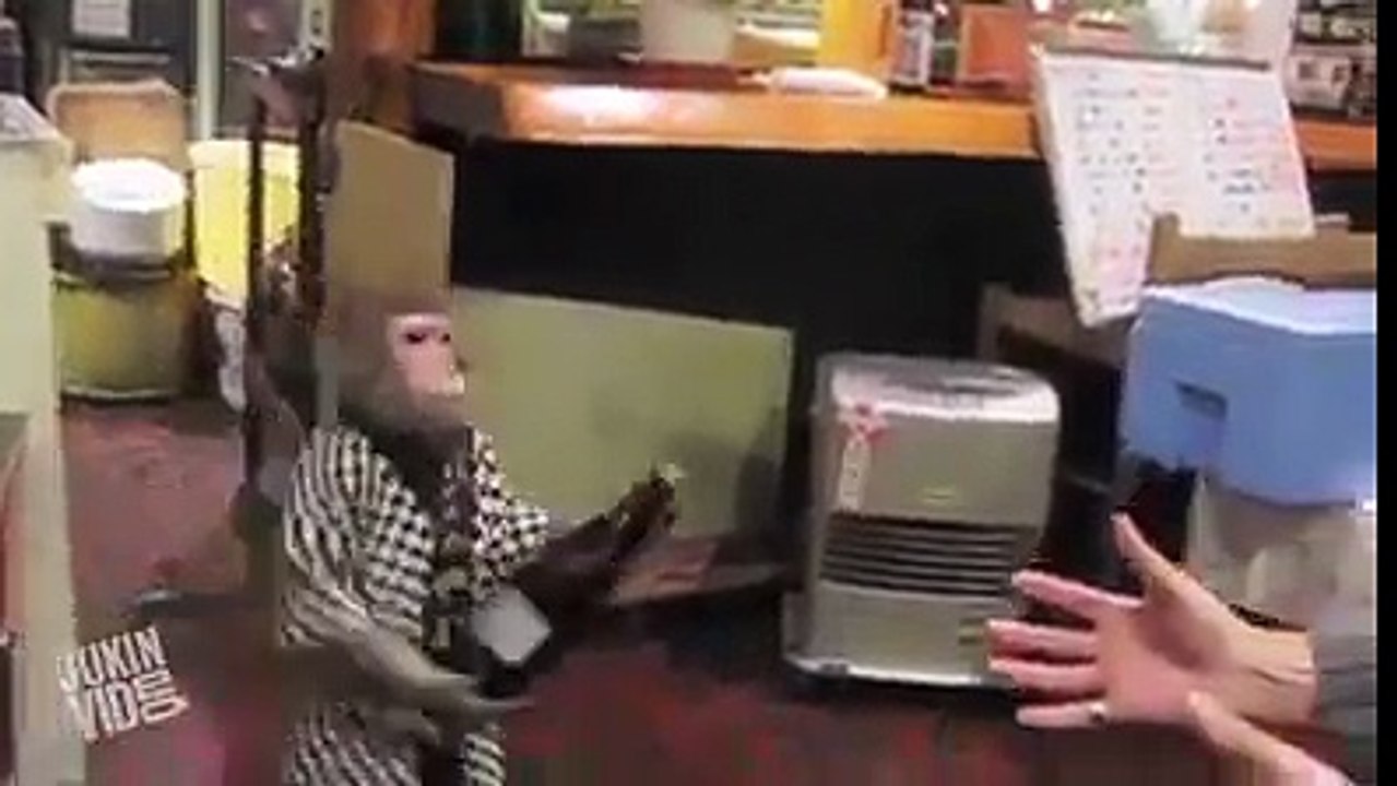 monkey working as waiter v amazing