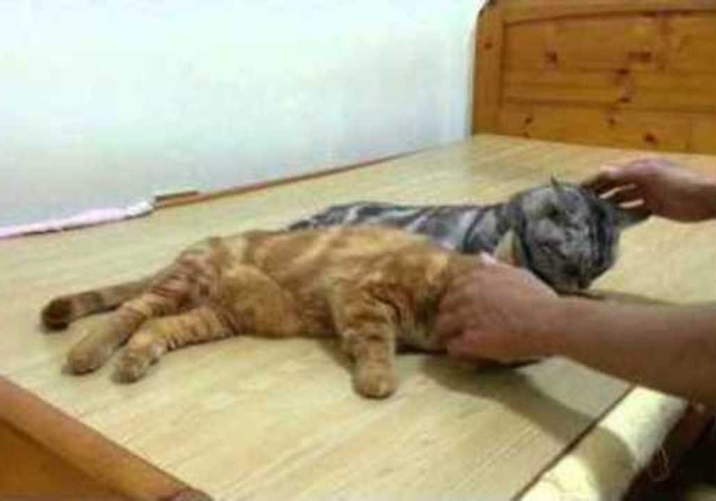 Sleepy Cats Jump to Look for Birds That Aren't There