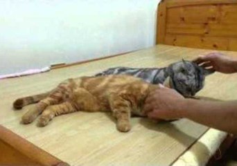 Sleepy Cats Jump to Look for Birds That Aren't There