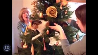 Cats vs. Christmas Tree - Animals
