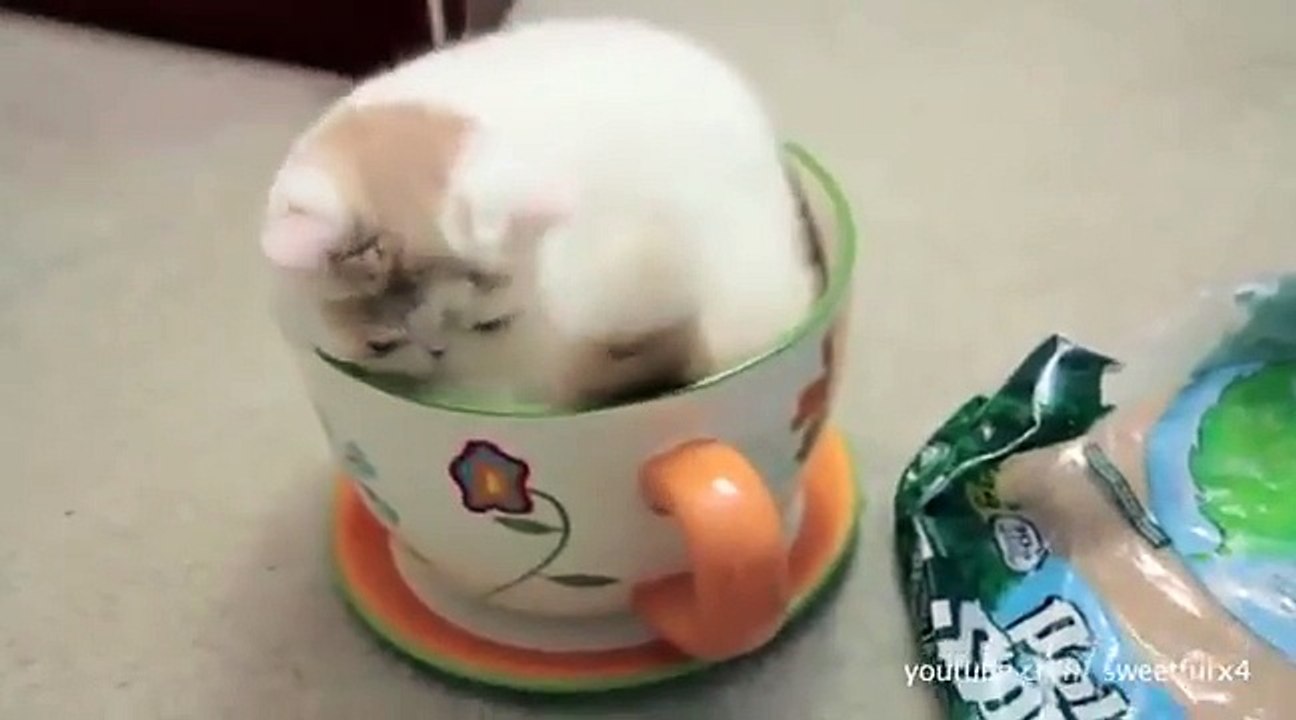 Funny Videos: Cats Love To Squeeze Into Tight Spaces