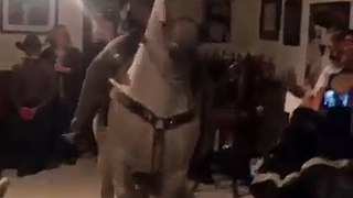 Un cheval danse dans un salon