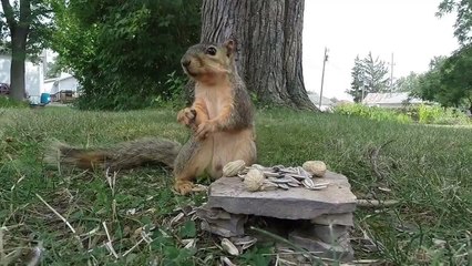 Make A Guess What This Squirrel Does