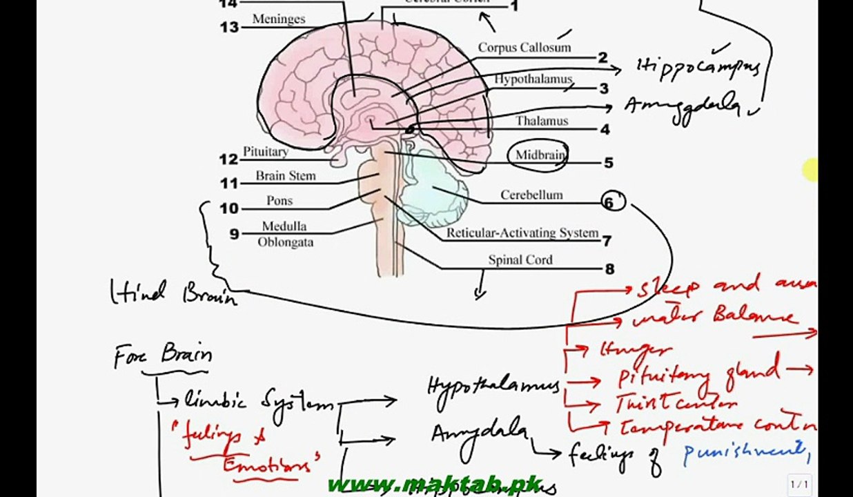 FSc Biology Book2, CH 17, LEC 14, Structure and Function of Brain