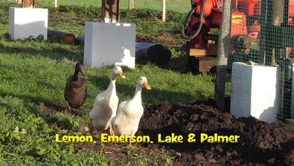 Caenhill Countryside Centre farm animals - Its Christmas Every day